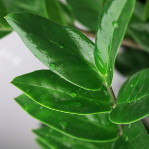 Livraison plante Zamioculcas