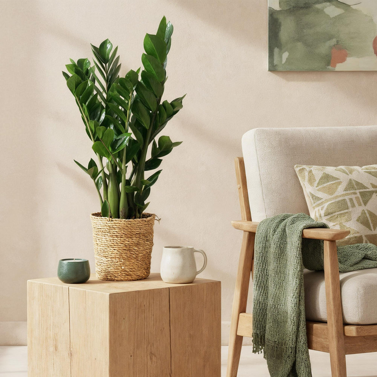 Livraison plante Zamioculcas et panier H70 cm