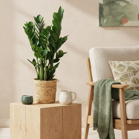 Livraison plante Zamioculcas - Lot de 2 - Pot 17 cm - Hauteur 65 - 75 cm