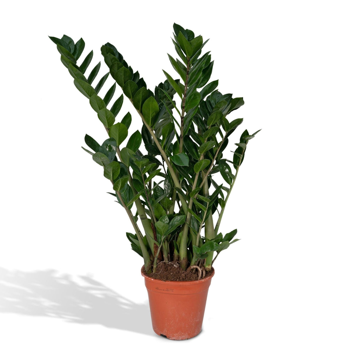 Livraison plante Zamioculcas Zamifiolias