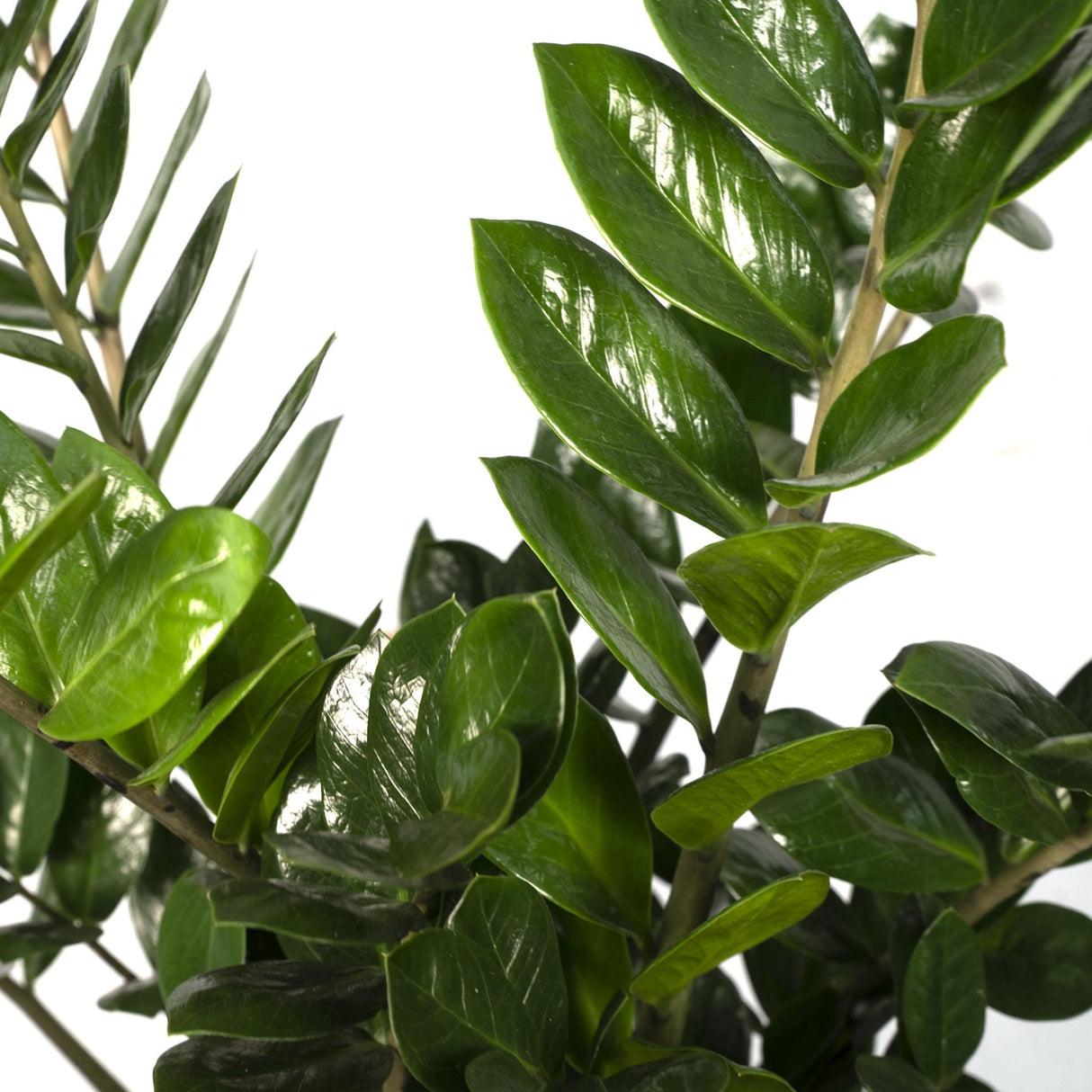 Livraison plante Zamioculcas Zamifiolias