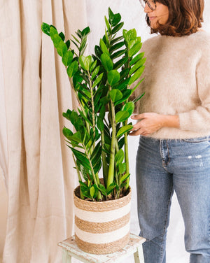Zamioculcas Zamiifolia