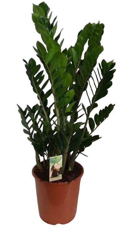 Livraison plante Zamioculcas Zamiifolia