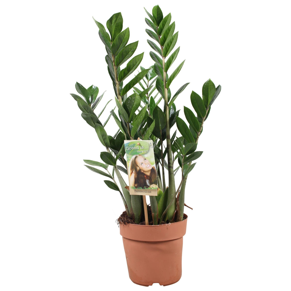 Livraison plante Zamioculcas Zamiifolia