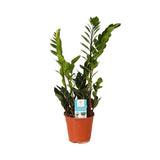 Livraison plante Zamioculcas Zamiifolia