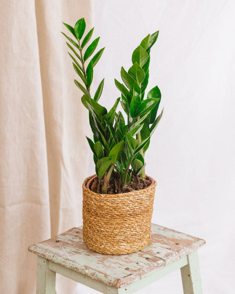 Livraison plante Zamioculcas zamiifolia