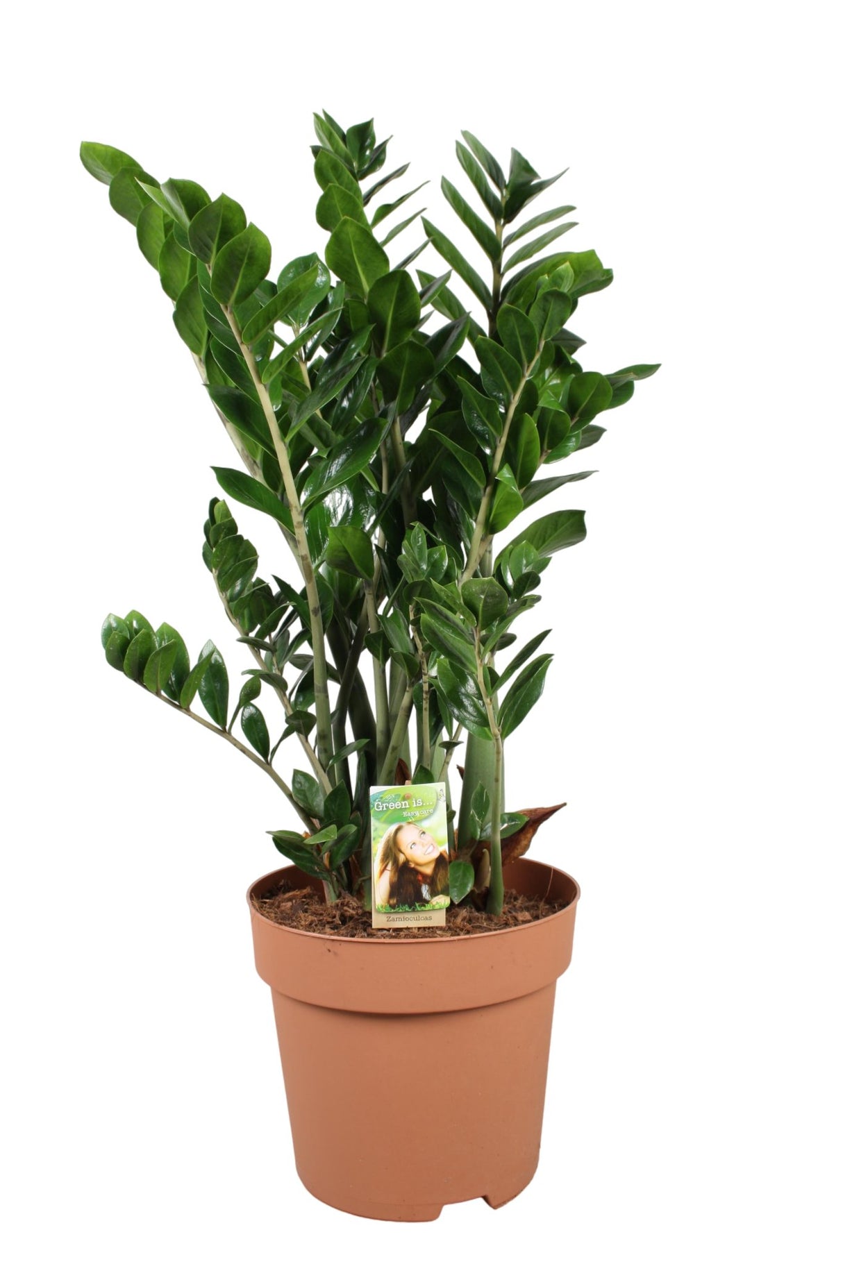 Livraison plante Zamioculcas Zamiifolia