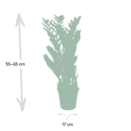 Livraison plante Zamioculcas Zamiifolia