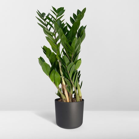 Livraison plante Zamioculcas Zamiifolia