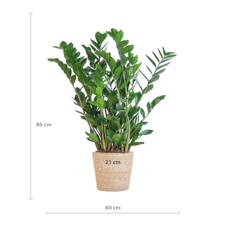 Livraison plante Zamioculcas Zamiifolia et son pot