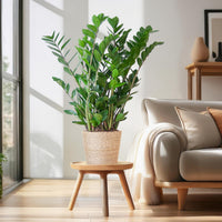 Zamioculcas Zamiifolia e il suo vaso