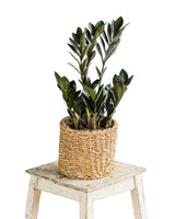 Livraison plante Zamioculcas Zamiifolia Raven M