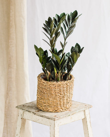 Livraison plante Zamioculcas Zamiifolia Raven M