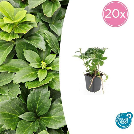 Pachysandre Du Japon (Pachysandra terminalis) 'Terminalis' - vue 9
