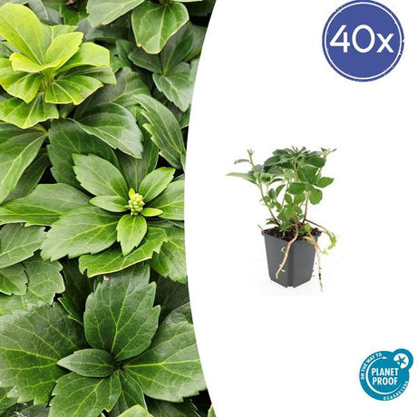 Pachysandre Du Japon (Pachysandra terminalis) 'Terminalis' - vue 10