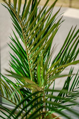 Areca - Palma artificiale