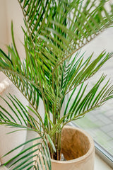 Areca - Palma artificiale