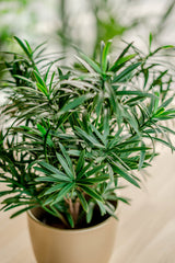 Podocarpus - Pianta verde artificiale