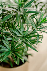 Podocarpus - Pianta verde artificiale