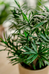 Podocarpus - Pianta verde artificiale