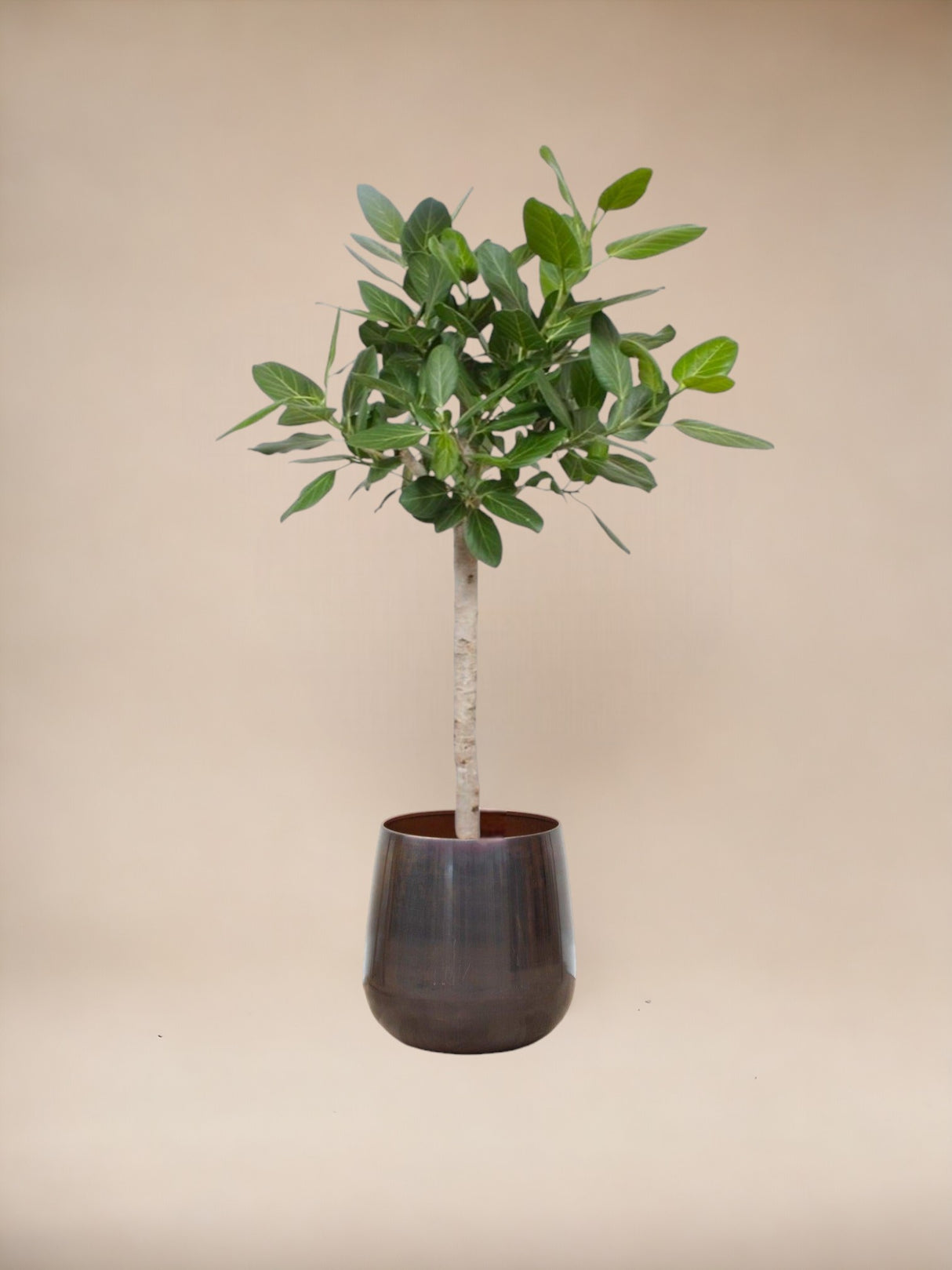 Ficus Audrey Benghalensis