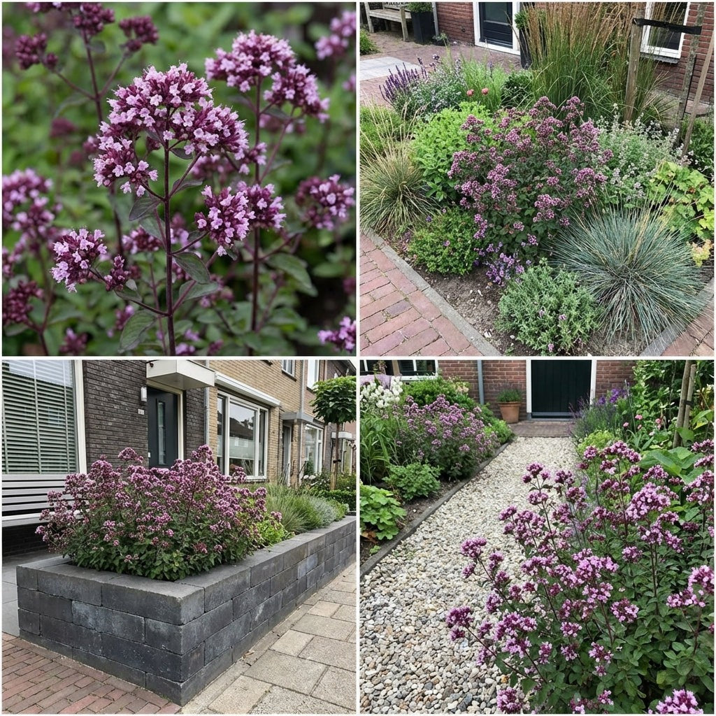 Pack Balcon Plein Soleil Rose & Violet - 18 plantes — photo 7