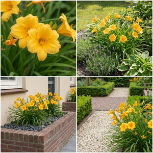 Pack Façade Plein Soleil Blanc & Jaune - 18 plantes — photo 7