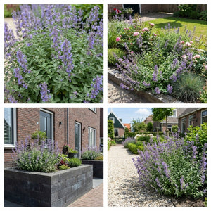 Pack Façade Plein Soleil Blanc & Jaune & Violet - 18 plantes — photo 7