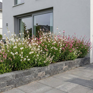 Pack Façade Plein Soleil Rose & Blanc - 6 plantes — photo 5