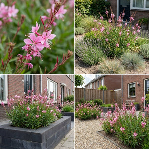 Pack Façade Plein Soleil Rose & Blanc - 6 plantes — photo 8