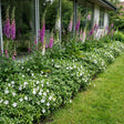 Pack Façade Soleil & Mi-Ombre Blanc & Violet - 18 plantes — photo 2