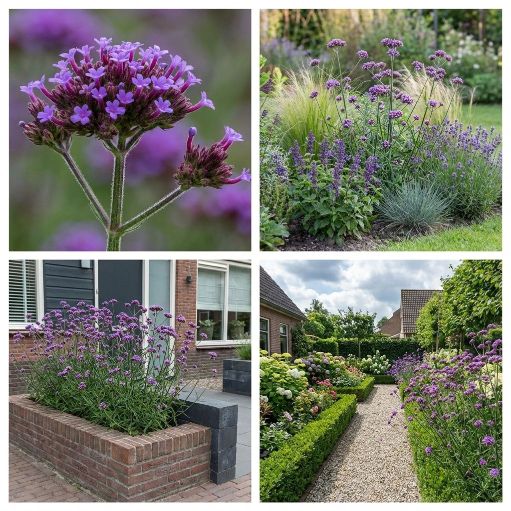 Pack Massif Plein Soleil Rose & Violet - 30 plantes — photo 6