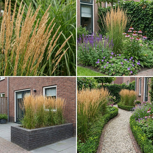 Pack Massif Plein Soleil Violet & Bleu (Sauge Des Bois) - 30 plantes — photo 7