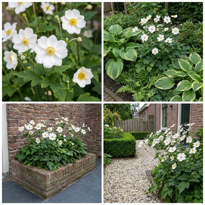 Pack Massif Soleil & Mi-Ombre Blanc - 30 plantes — photo 7