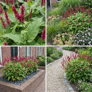 Pack Massif Soleil & Mi-Ombre Rose & Blanc & Bleu - 30 plantes — photo 7