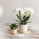 Kolibri Orchids | Witte phalaenopsis orchidee potmaat Ø9cm | Zürich | bloeiende kamerplant - vers van de kweker