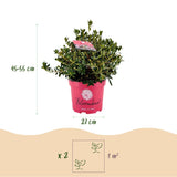 Rhododendron Bloombux magenta - Rhododendron nain - H 45-55 cm, pot Ø23 cm - photo 3