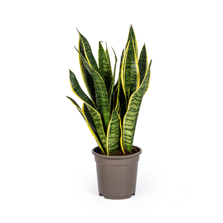 Sansevieria Futura Superba