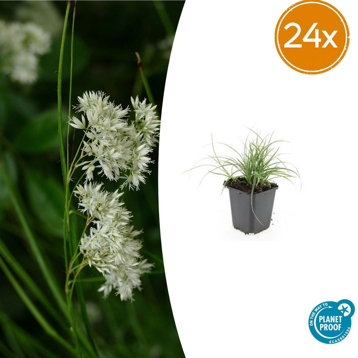 Luzule des neiges en godet - Luzula nivea - H 10-25 cm, pot Ø9 cm