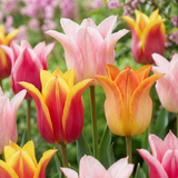 Tulipe fleur de lis Ballade en mélange - 48 bulbes