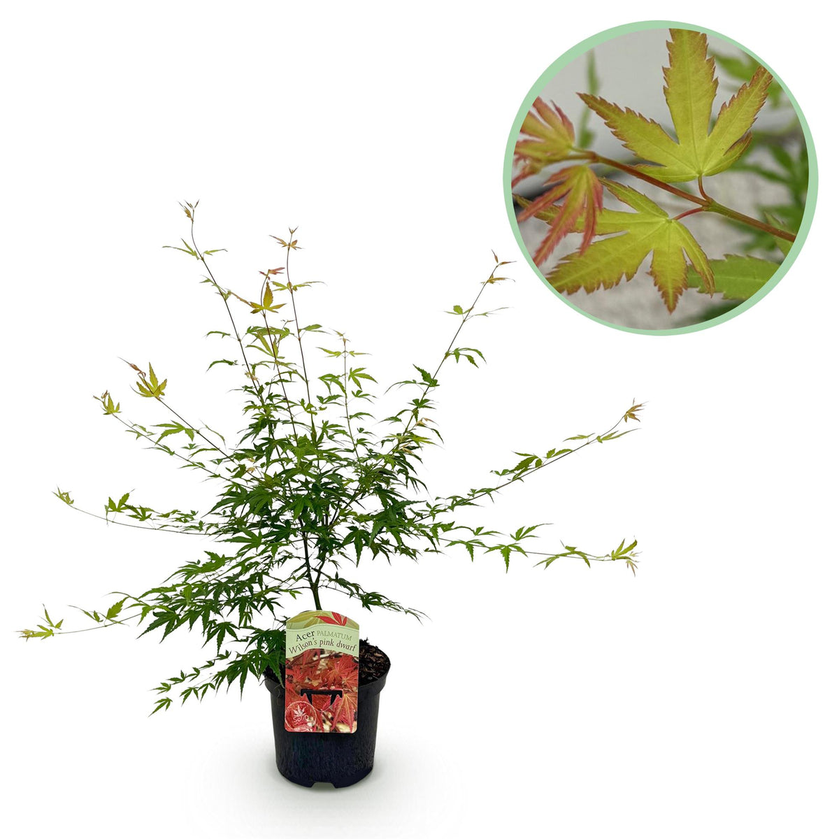 Green boutiQ - Terrasplant - Japanse Esdoorn - Acer palmatum Pink Dwarf - Roze - 1 Plant - Bladverliezend - Pot 19cm Hoogte 70cm