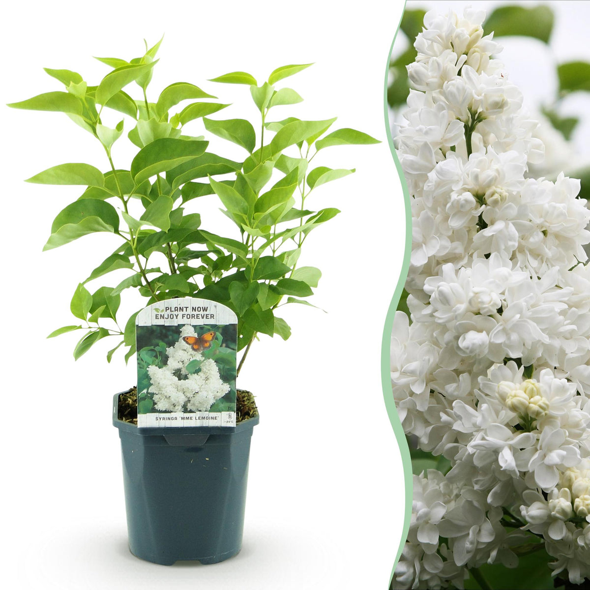 Green boutiQ - Pianta da Giardino - Syringa vulgaris Mme Lemoine - Lillà Comune - Resistente al Freddo - Bianco - 1 Pianta - Vaso 17cm - Altezza 45cm