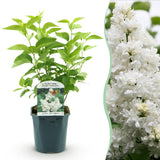 Green boutiQ - Pianta da Giardino - Syringa vulgaris Mme Lemoine - Lillà Comune - Resistente al Freddo - Bianco - 1 Pianta - Vaso 17cm - Altezza 45cm