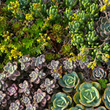 Green boutiQ - Bodembedekker - Winterhard - Alpine Mix - 8 Planten - Diversen Kleuren  - Weinig Onderhoud - Pot 14 Hoogte 17