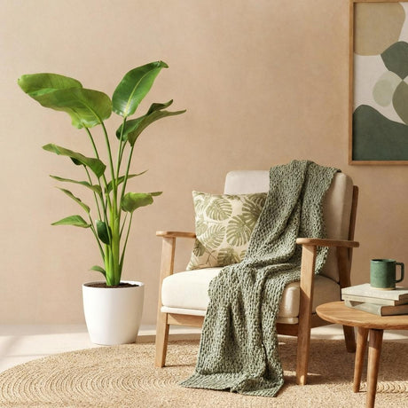 Strelitzia Nicolai – Oiseau de paradis | Grande taille, Pot 21 cm