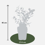 Myrtilliers Reka - Vaccinium corymbosum - 5 plants - H 45 cm, pot Ø13 cm