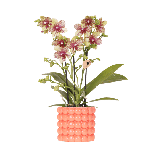 Orchidée Phalaenopsis jaune Mineral Grosseto en cache-pot Poppy orange