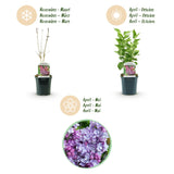 La Green Touch - Pianta da Giardino - Syringa vulgaris Michel Buchner - Lillà Comune - Resistente al Freddo - Rosa - 1 Pianta - Vaso 17cm - Altezza 45cm