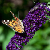Green boutiQ - Pianta da Giardino - Buddleja davidii Black Night - Arbusto delle Farfalle - Resistente al Freddo - Viola - 3 Piante - Vaso 17cm - Altezza 45cm