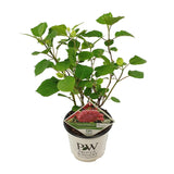 Hortensia arborescens Pink Annabelle - Hydrangea arborescens - H 30 cm, pot Ø19 cm